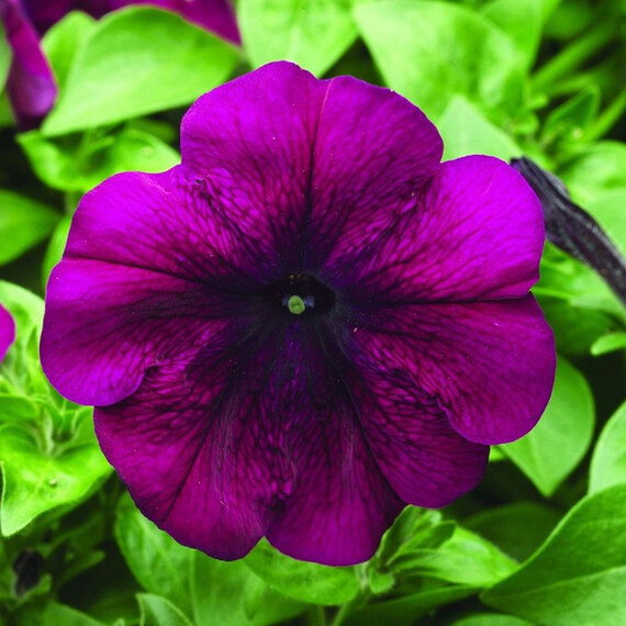 Семена петунии мультифлора Ура F1 вельвет Syngenta Flowers 1 000 шт драже, Разновидности: Вельвет, Фасовка: Проф упаковка 1 000 шт | Agriks