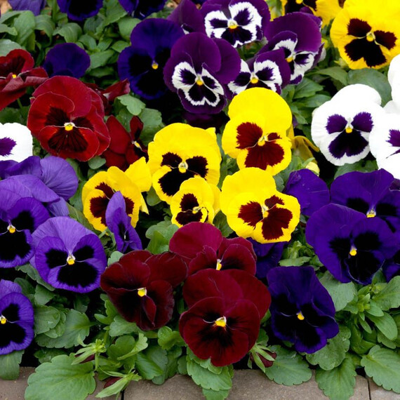 Насіння віоли Маммут F1 суміш Syngenta Flowers 100 шт , Різновиди: Суміш, Фасовка: Проф упаковка 100 шт | Agriks