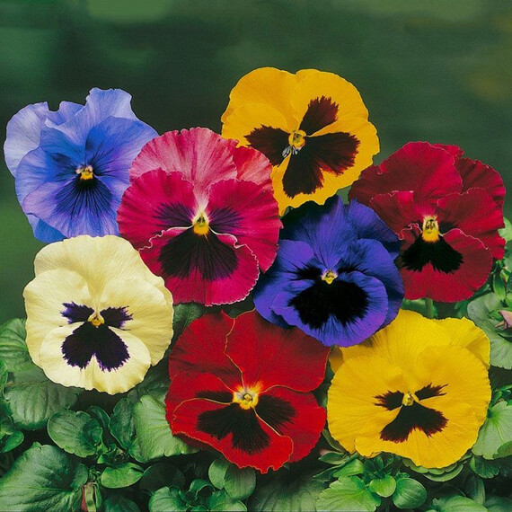 Насіння віоли віттрока Дельта F1 суміш з вічком Syngenta Flowers 100 шт , Різновиди: Суміш із вічком, Фасовка: Проф упаковка 100 шт | Agriks