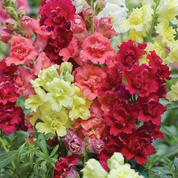 Семена антирринума на срез Мадам Батерфляй F1 смесь Syngenta Flowers 100 шт, Разновидности: Смесь, Фасовка: Проф упаковка 100 шт | Agriks