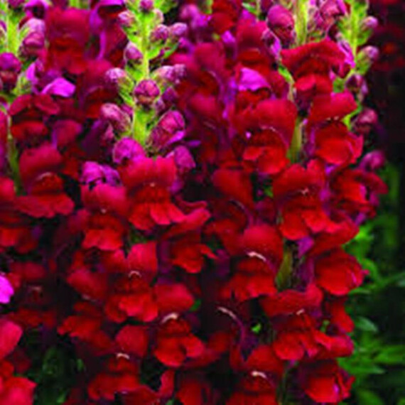 Семена антирринума на срез Опус F1 красный Syngenta Flowers 100 шт, Разновидности: Красный, Фасовка: Проф упаковка 100 шт | Agriks