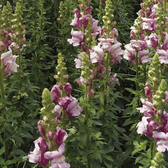 Семена антирринума на срез Опус F1 лавандовый Syngenta Flowers 100 шт, Разновидности: Лавандовый, Фасовка: Проф упаковка 100 шт | Agriks