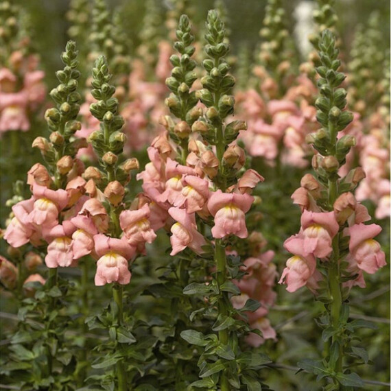 Насіння антірінума на зріз Опус F1 пінк Syngenta Flowers 100 шт , Різновиди: Пінк, Фасовка: Проф упаковка 100 шт | Agriks
