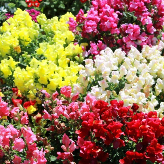 Насіння антірінума карликового Снептіні F1 суміш Syngenta Flowers 100 шт драже , Різновиди: Суміш, Фасовка: Проф упаковка 100 шт драже | Agriks