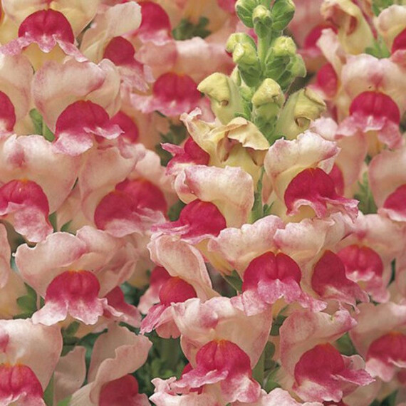 Семена антирринума на срез Опус F1 яблочный цвет Syngenta Flowers 100 шт, Разновидности: Яблочный Цвет, Фасовка: Проф упаковка 100 шт | Agriks