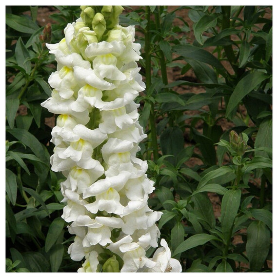 Насіння антірінума на зріз Увертюра F1 білий Syngenta Flowers 100 шт , Різновиди: Білий, Фасовка: Проф упаковка 100 шт | Agriks