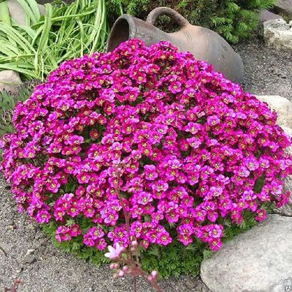 Насіння арабіса Літтл Треже темно-рожевий Syngenta Flowers 100 шт , Різновиди: Темно-рожевий, Фасовка: Проф упаковка 100 шт | Agriks