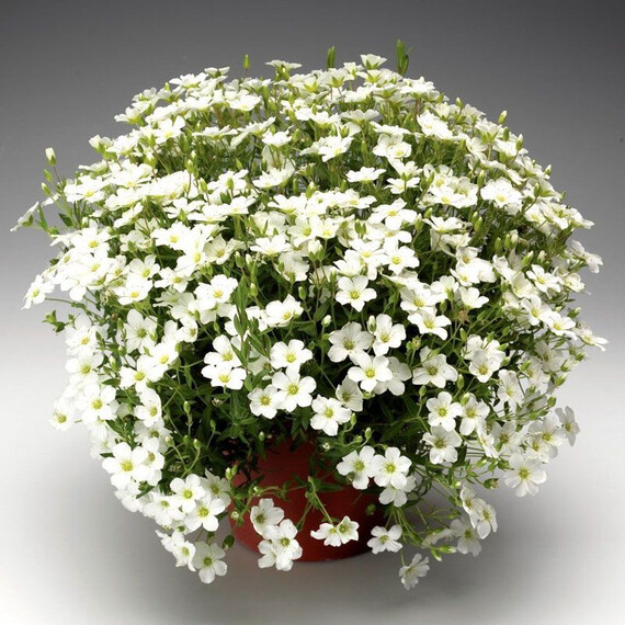 Семена аренарии Близзард Компакт Syngenta Flowers 100 шт , Разновидности: Белый, Фасовка: Проф упаковка 100 шт | Agriks