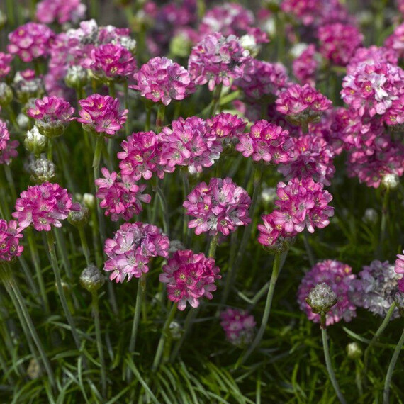 Семена армерии Армада розовая Syngenta Flowers 100 шт , Разновидности: Розовый, Фасовка: Проф упаковка 100 шт | Agriks