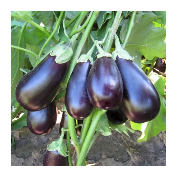 КС 1258 F1 Kitano Seeds насіння баклажана , Фасовка: Проф упаковка 100 шт | Agriks