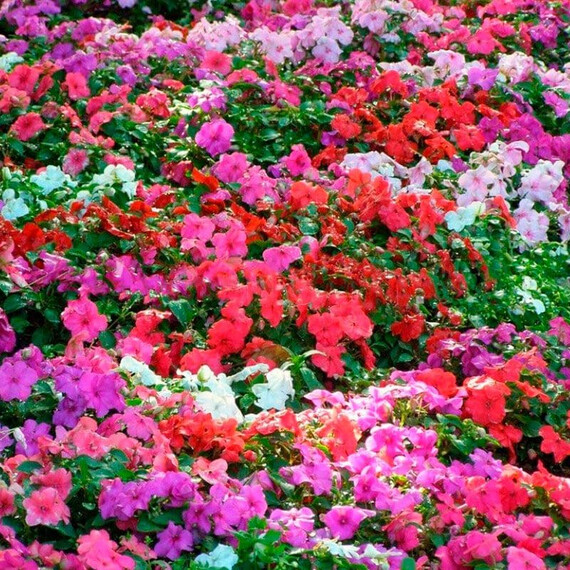 Насіння бальзаміну Імара F1 суміш Syngenta Flowers 100 шт , Різновиди: Суміш, Фасовка: Проф упаковка 100 шт | Agriks