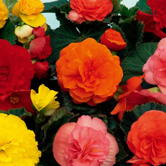 Насіння бегонії Лімітлесс F1 суміш Syngenta Flowers 100 шт драже, Різновиди: Суміш, Фасовка: Проф упаковка 100 шт драже | Agriks