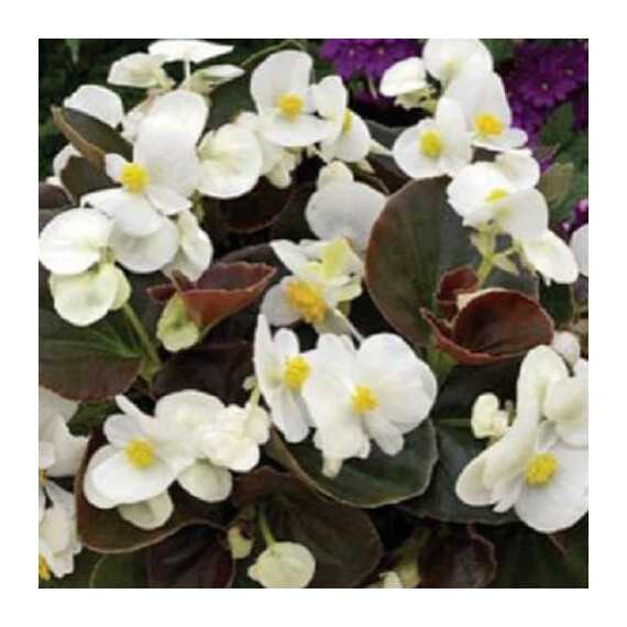 Семена бегонии вечноцветущей Бада Бум F1 белая Syngenta Flowers 200 шт драже, Разновидности: Белый, Фасовка: Проф упаковка 200 шт | Agriks