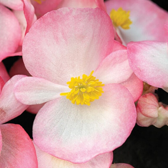 Насіння бегонії вічноквітучій Бада Бум F1 рожева біколор Syngenta Flowers 200 шт драже, Різновиди: Рожевий Біколор, Фасовка: Проф упаковка 200 шт | Agriks
