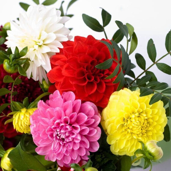 Семена георгины Фреско F1 смесь Syngenta Flowers 100 шт, Разновидности: Смесь, Фасовка: Проф упаковка 100 шт | Agriks