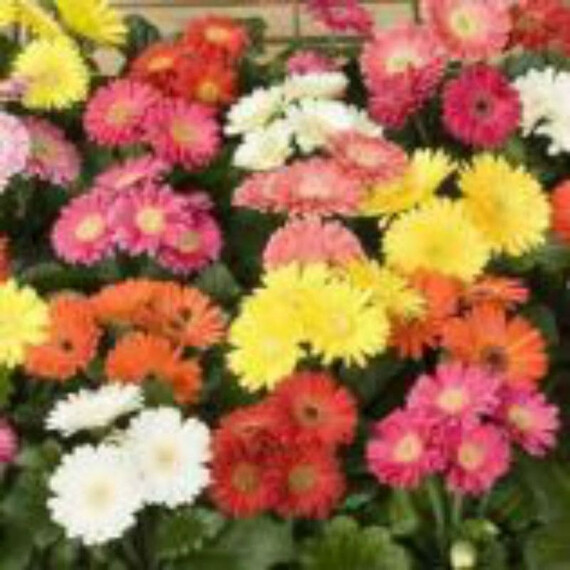 Насіння гербери Джеймсон Картвель F1 Syngenta Flowers 100 шт, Різновиди: Суміш, Фасовка: Проф упаковка 100 шт | Agriks