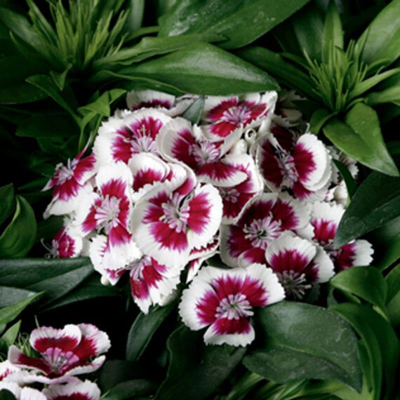 Насіння гвоздики турецької Барбаріні F1 червоне пікоте Syngenta Flowers 100 шт, Різновиди: Червоне Пікоте, Фасовка: Проф упаковка 100 шт | Agriks