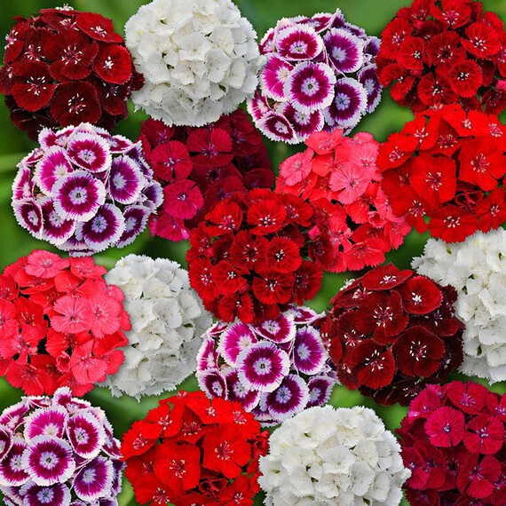 Насіння гвоздики турецької Світ F1 суміш Syngenta Flowers 100 шт драже, Різновиди: Суміш, Фасовка: Проф упаковка 100 шт драже | Agriks