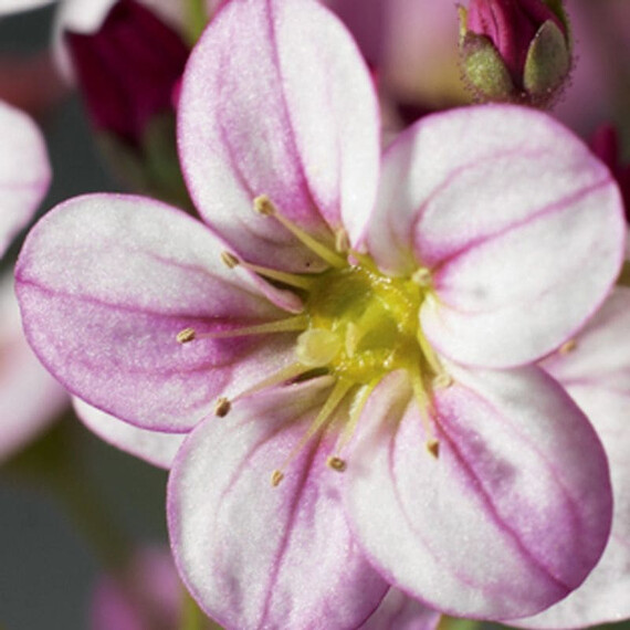Насіння ломикаменю Хайлендер рожевий з прожилками Syngenta Flowers 200 шт, Різновиди: Рожевий з прожилками, Фасовка: Проф упаковка 200 шт | Agriks