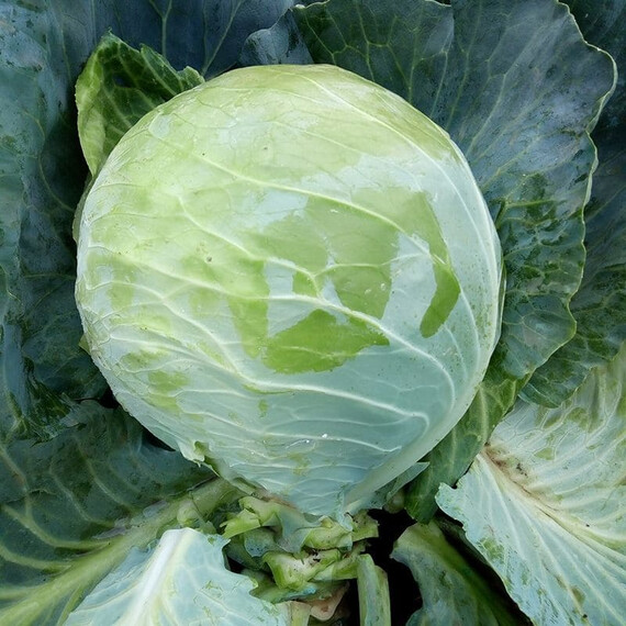 Арль F1 Libra Seeds 1 000 шт, Фасовка: Проф упаковка 1 000 шт | Agriks