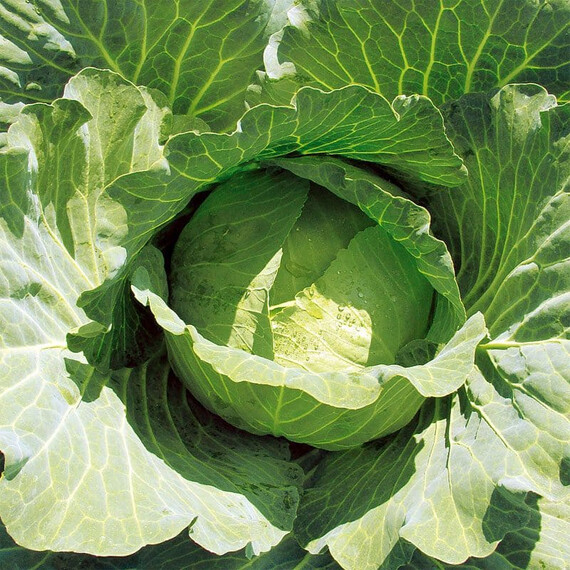 Семена капусты б/к Джекпот F1 Libra Seeds 1 000 шт, Фасовка: Проф упаковка 1 000 шт | Agriks