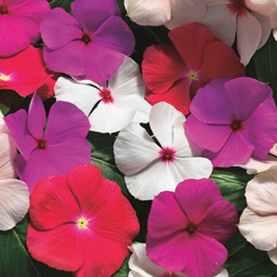 Насіння катарантуса для підвісок Кора Каскад F1 ампельний суміш Syngenta Flowers 100 шт, Різновиди: Ампельний Суміш, Фасовка: Проф упаковка 100 шт | Agriks