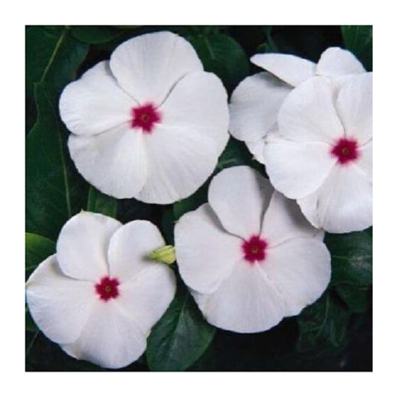 Насіння катарантуса кущового Кора XDR F1 полька дот Syngenta Flowers 100 шт, Різновиди: Полька Дот, Фасовка: Проф упаковка 100 шт | Agriks