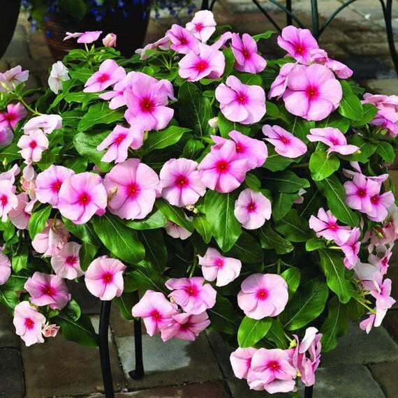 Насіння катарантуса кущового Кора XDR F1 строубері Syngenta Flowers 100 шт, Різновиди: Строубері, Фасовка: Проф упаковка 100 шт | Agriks