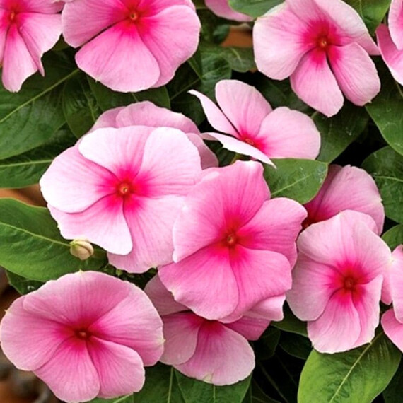 Семена катарантуса кустового СанШторм F1 блаш Syngenta Flowers 100 шт, Разновидности: Блаш, Фасовка: Проф упаковка 100 шт | Agriks