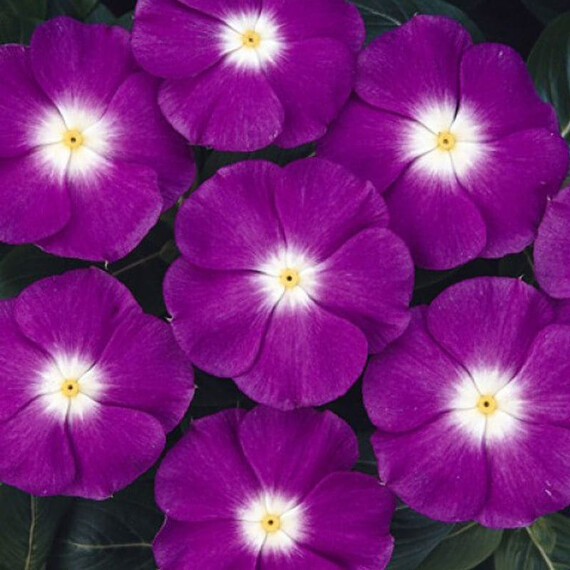 Насіння катарантуса кущового СанШторм F1 фіолетова з вічком Syngenta Flowers 100 шт, Різновиди: Фіолетовий із вічком, Фасовка: Проф упаковка 100 шт | Agriks