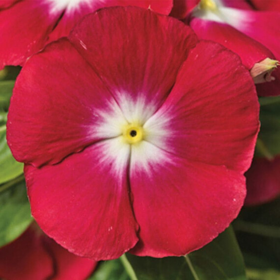 Насіння катарантуса кущового СанШторм F1 ред хеллоу Syngenta Flowers 100 шт, Різновиди: Ред Хеллоу, Фасовка: Проф упаковка 100 шт | Agriks