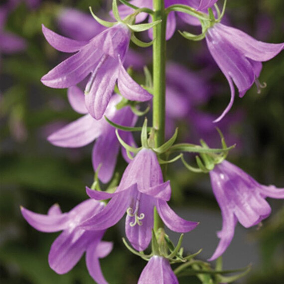 Насіння дзвіночка Камбелл синій Syngenta Flowers 100 шт, Різновиди: Синій, Фасовка: Проф упаковка 100 шт | Agriks