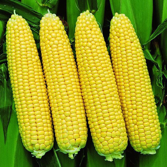 Сансвит F1 Libra Seeds (Erste Zaden) семена кукурузы сахарной (сладкой), Фасовка: Проф упаковка 1 000 шт | Agriks