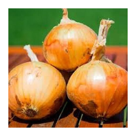 Альбатрос F1 Libra Seeds семена лука репчатого | Agriks