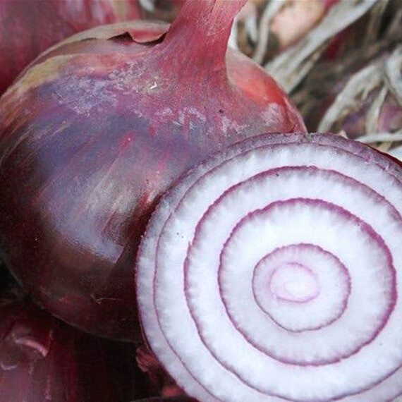 Ройо Дуро F1 Libra Seeds семена лука репчатого | Agriks
