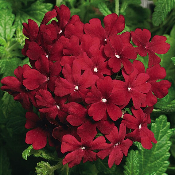 Семена вербены Обсешн F1 бордовая Syngenta Flowers 100 шт, Разновидности: Бордовый, Фасовка: Проф упаковка 100 шт | Agriks