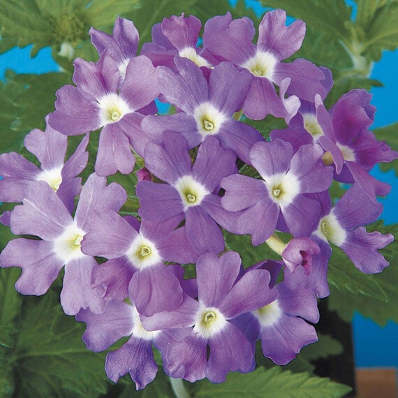 Насіння вербени Обсешн F1 блакитна з вічком Syngenta Flowers 100 шт, Різновиди: Блакитний із вічком, Фасовка: Проф упаковка 100 шт | Agriks