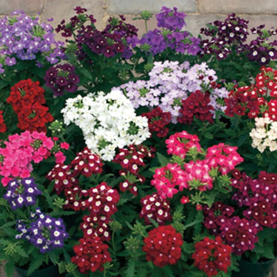 Семена вербены Обсешн F1 смесь Syngenta Flowers 100 шт, Разновидности: Смесь, Фасовка: Проф упаковка 100 шт | Agriks