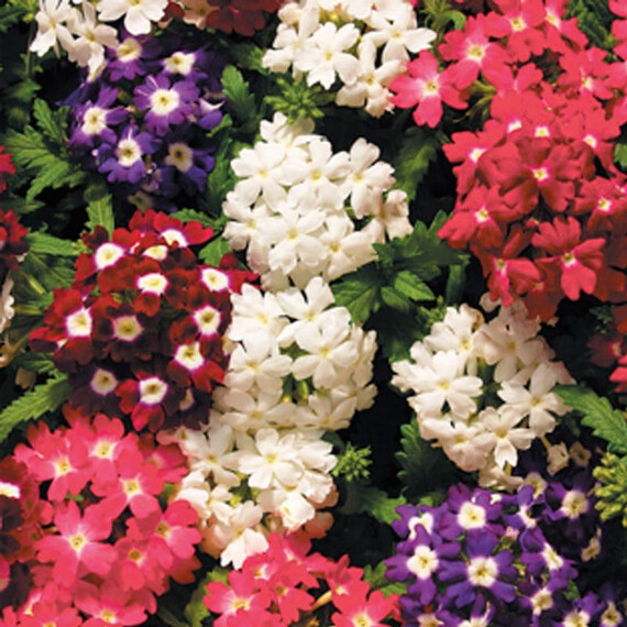 Семена вербены Обсешн F1 смесь с глазком Syngenta Flowers 100 шт, Разновидности: Смесь с глазком, Фасовка: Проф упаковка 100 шт | Agriks