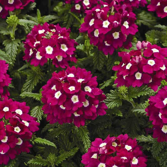 Семена вербены Тускани F1 бургунди с глазком Syngenta Flowers 100 шт, Разновидности: Бургунди с глазком, Фасовка: Проф упаковка 100 шт | Agriks