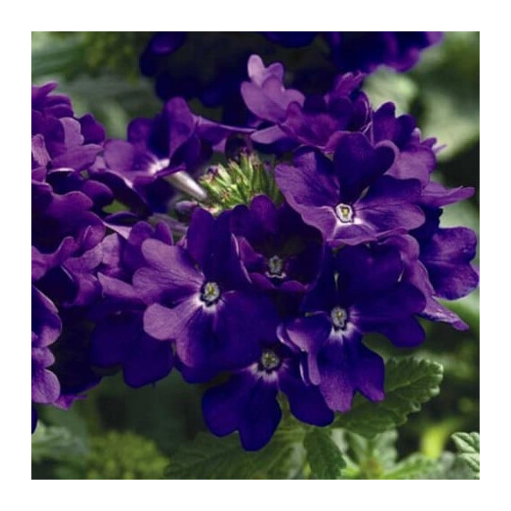 Насіння вербени Тускані F1 синя Syngenta Flowers 100 шт, Різновиди: Синій, Фасовка: Проф упаковка 100 шт | Agriks