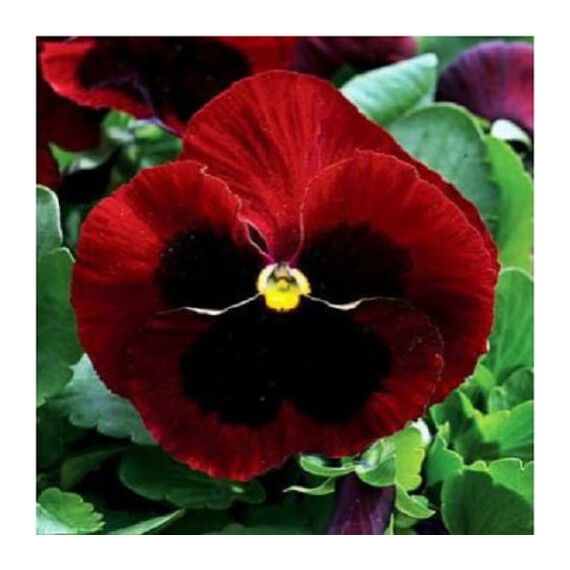 Насіння віоли Маммут F1 біг ред Syngenta Flowers 100 шт, Різновиди: Біг Ред, Фасовка: Проф упаковка 100 шт | Agriks