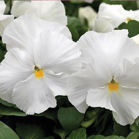 Семена виолы Маммут F1 вайт хот Syngenta Flowers 100 шт, Разновидности: Вайт Хот, Фасовка: Проф упаковка 100 шт | Agriks