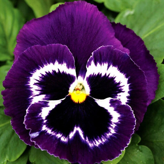 Семена виолы Маммут F1 вива ла вайлет Syngenta Flowers 100 шт, Разновидности: Вива Ла Вайлет, Фасовка: Проф упаковка 100 шт | Agriks