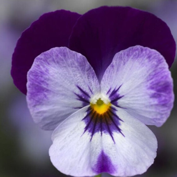 Семена виолы Пенни F1 демин джамп ап Syngenta Flowers 100 шт, Разновидности: Демин Джамп Ап, Фасовка: Проф упаковка 100 шт | Agriks