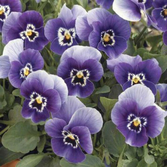 Семена виолы Пенни F1 фиолетово-синяя Syngenta Flowers 100 шт, Разновидности: Фиолетово-синий, Фасовка: Проф упаковка 100 шт | Agriks