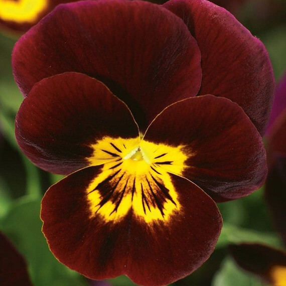 Семена виолы Пенни F1 красная с желтым глазком Syngenta Flowers 100 шт, Разновидности: Красный с желтым глазком, Фасовка: Проф упаковка 100 шт | Agriks