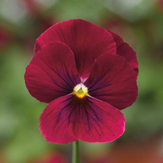 Семена виолы Пенни F1 розовая с глазком Syngenta Flowers 100 шт, Разновидности: Розовый с глазком, Фасовка: Проф упаковка 100 шт | Agriks
