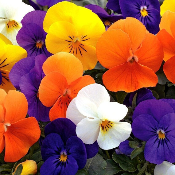 Семена виолы Пенни F1 смесь Syngenta Flowers 100 шт, Разновидности: Смесь, Фасовка: Проф упаковка 100 шт | Agriks