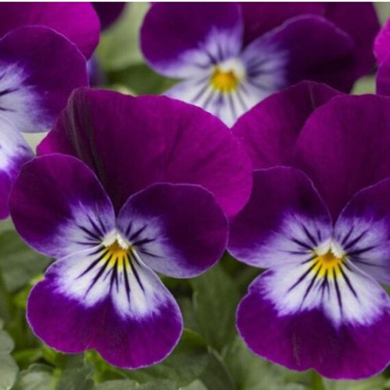 Семена виолы Пенни F1 виолет флейм Syngenta Flowers 100 шт, Разновидности: Виолет Флейм, Фасовка: Проф упаковка 100 шт | Agriks